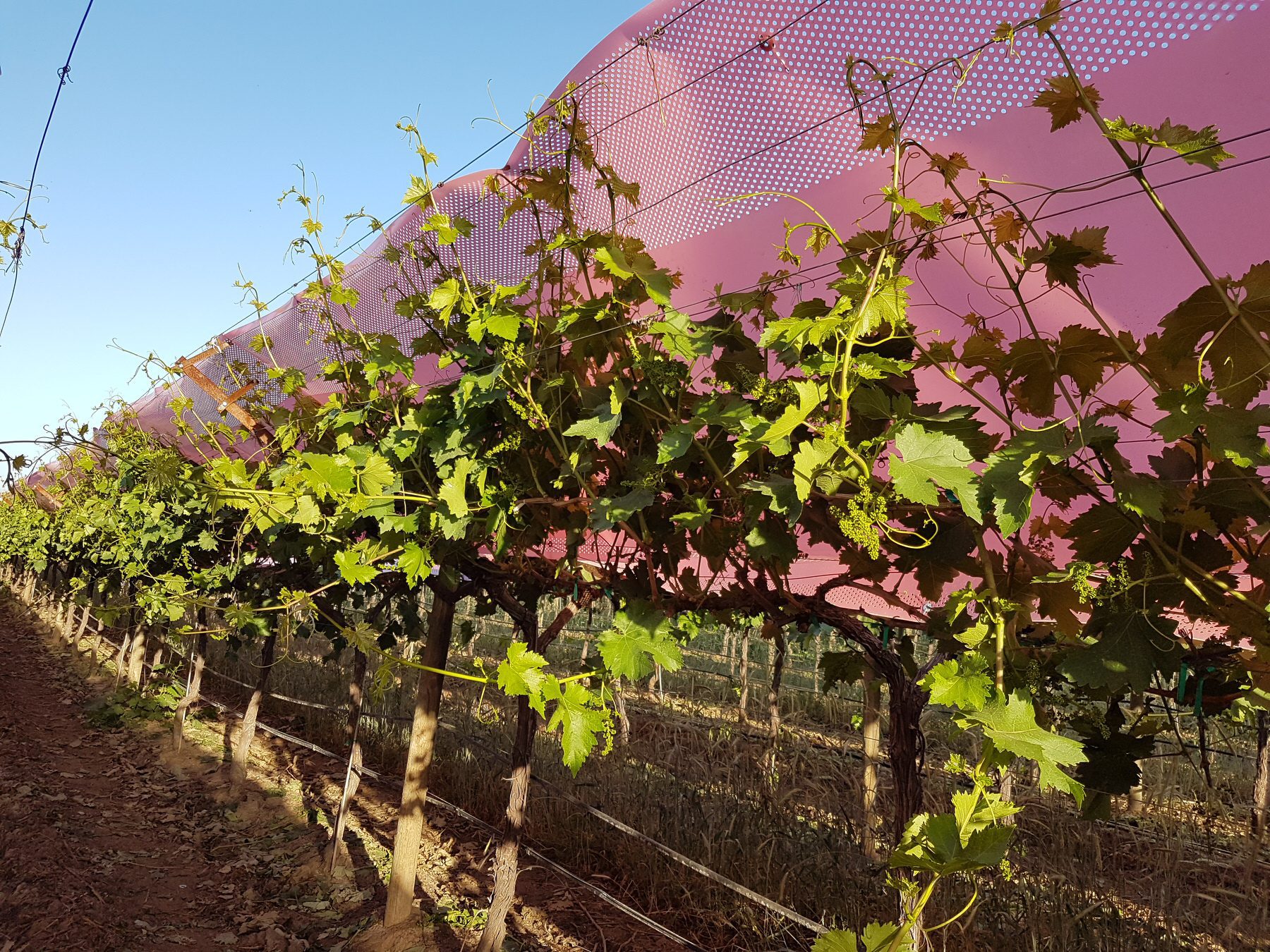 Opti-Panel-Kliewer-Vineyard